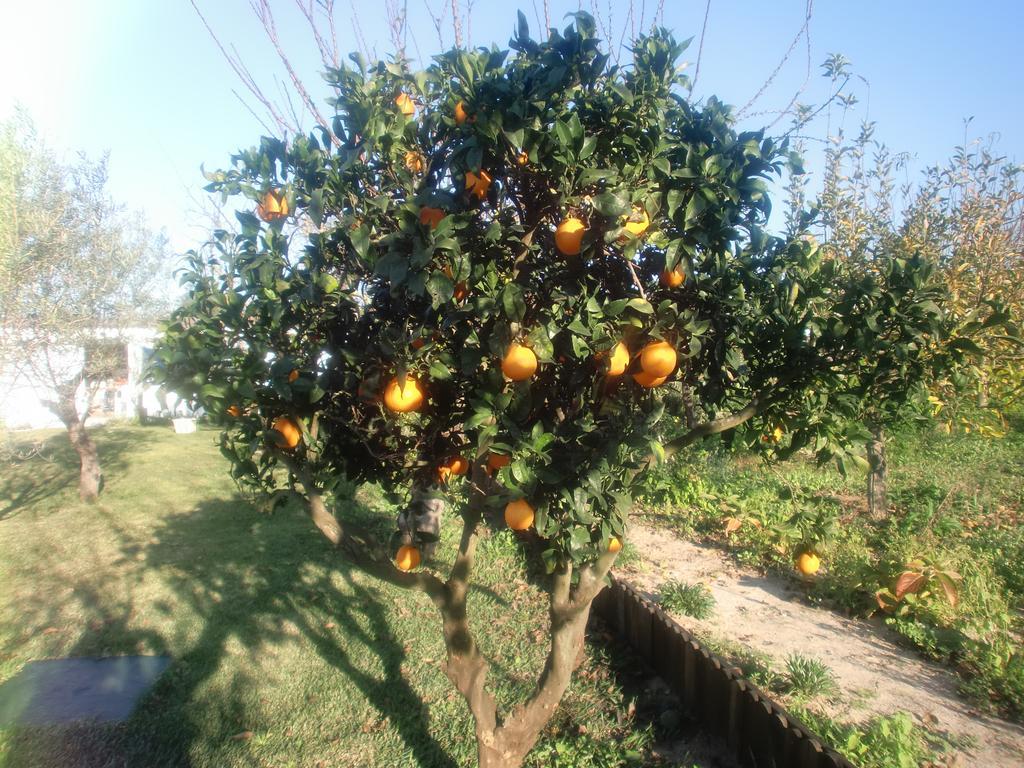 Quinta Da Harmonia Azeitao Exterior photo
